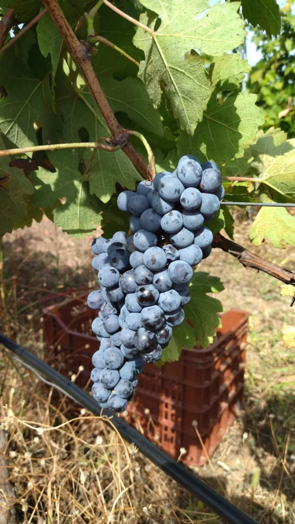 Limnio | Harvest 2023 | Organic Vineyard | TOROSIDIS WINE