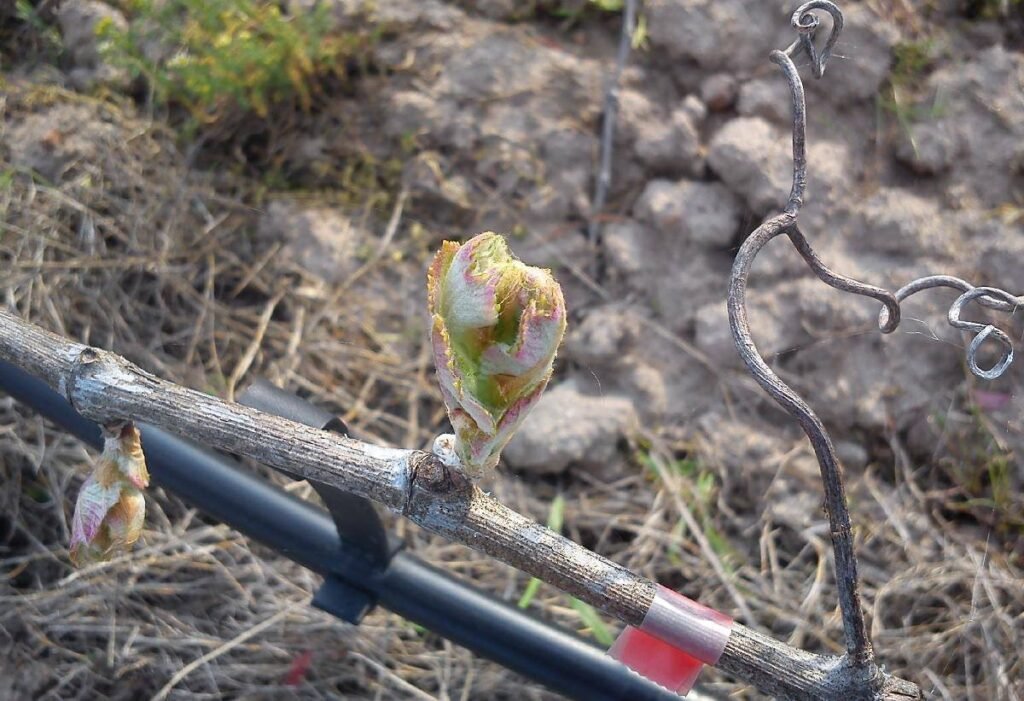 Our Logo Inspiration | Syrah tendril | TOROSIDIS WINE