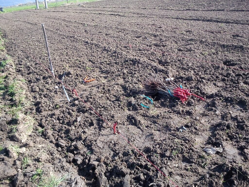 Syrah | 2013 this is our first grapevine planted | TOROSIDIS WINE