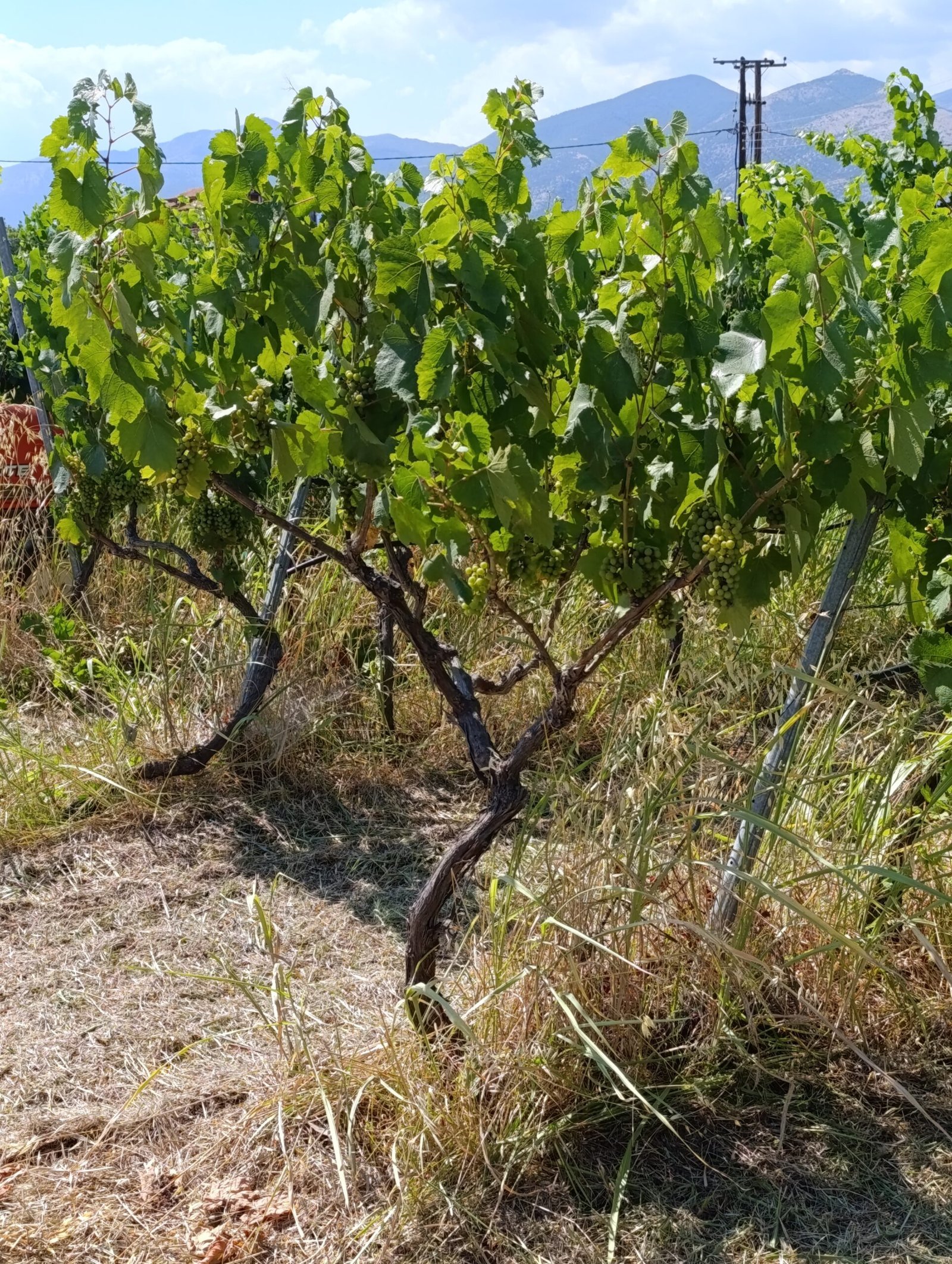 Gobelet | Chardonnay | TOROSIDIS WINE | Organic Vineyard