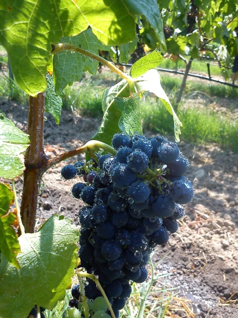 Irrigation drops Syrah | Organic Vineyard | TOROSIDIS WINE