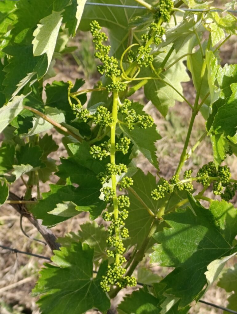 Vidiano flower cluster | Organic Vineyard | TOROSIDIS WINE