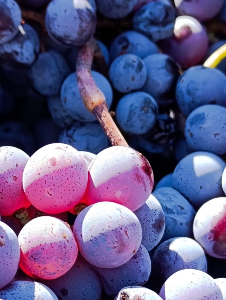 Limnio | Harvest 2025 | Monopoikiliako Tsipouro | Organic Vineyard | TOROSIDIS WINE