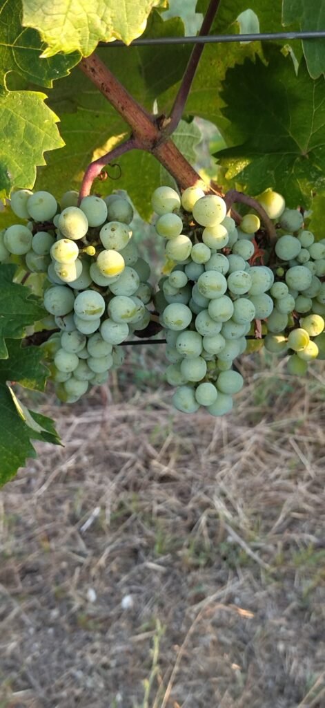 Limnio before veraison | Harvest 2025 | Organic Vineyard | TOROSIDIS WINE