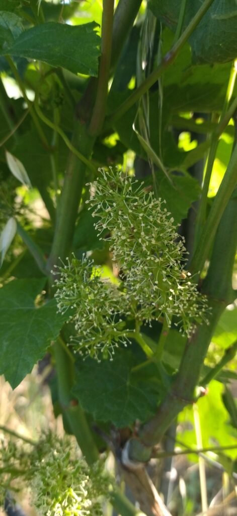 Chardonnay anthesis | Organic Vineyard | TOROSIDIS WINE