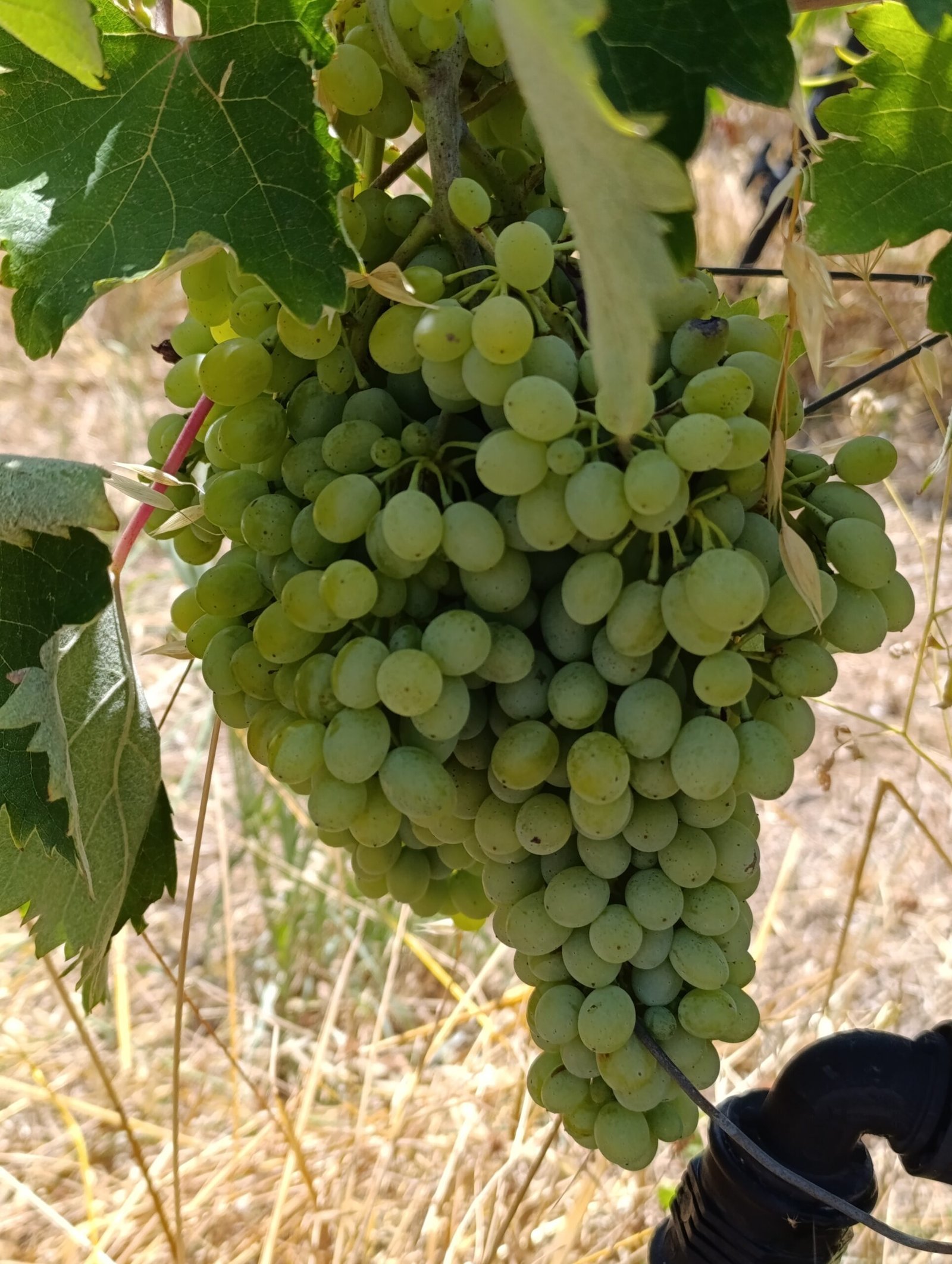 Vidiano grape | Organic Vineyard | TOROSIDIS WINE