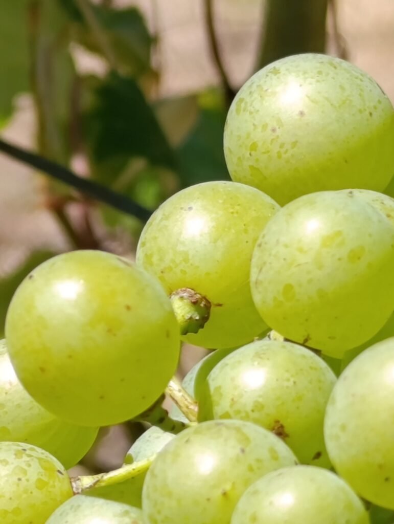 Malagouzia berries 2025 | Organic Vineyard | TOROSIDIS WINE