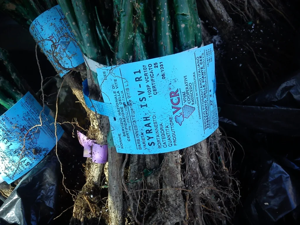 Syrah certified grapevines | Vineyard establisment 2017 | Organic Vineyard | TOROSIDIS WINE