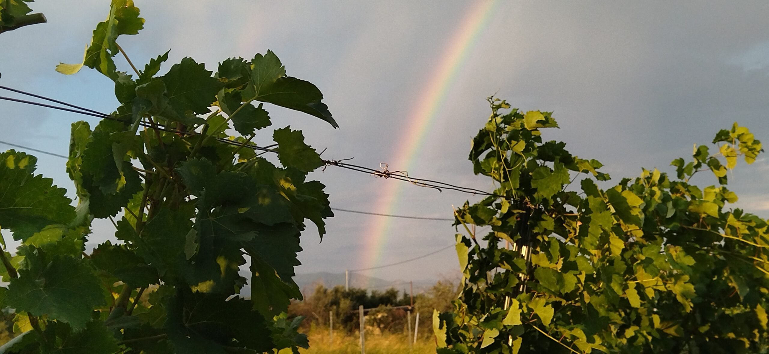 vineyard time - rainbow