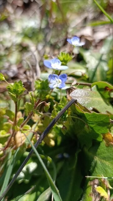 Organic Viticulture. Organic Wines
.
.
.
.
#torosidiswine
#organicviticulture
#organicvineyard
#organicwines
#greekwinemakers
#greekwines
#xanthi
#thrace
#spring
#pruning