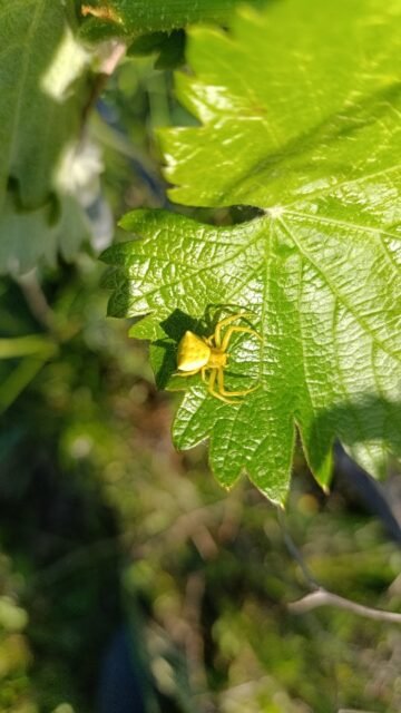 Organic Vineyard.#torosidiswine #organicviticulture #organicvineyard #organicwines #vidiano #xanthi #thrace #greekwinemakers #greekwines #amazingnature