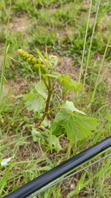 Malagouzia is flying 🪂🪂
.
.
#malagouzia #torosidiswine #organicviticulture #organicvineyard #greekwinemakers #organicwines #greekwines #shootthinning #vineyardwork
