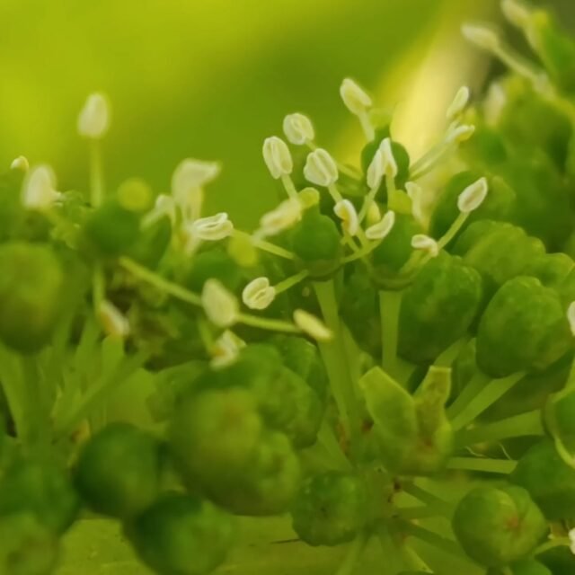 Άνθηση#torosidiswine
#organicvineyard
#organicviticulture
#organicwines
#chardonnay
#malagouzia
#winesofgreece
#greekwinemakers
#xanthi
#thrace