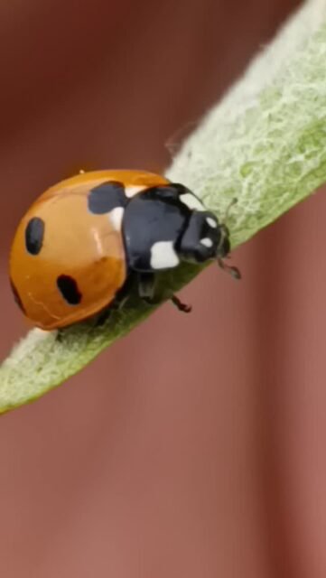 #organicviticulture #organicvineyard #organicwines #torosidiswine #greekwines #cocinella