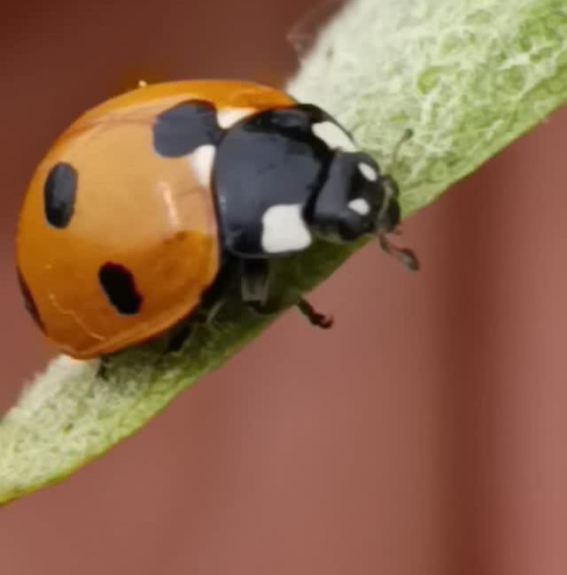 Coccinella septempunctata | Organic Vineyard | TOROSIDIS WINE