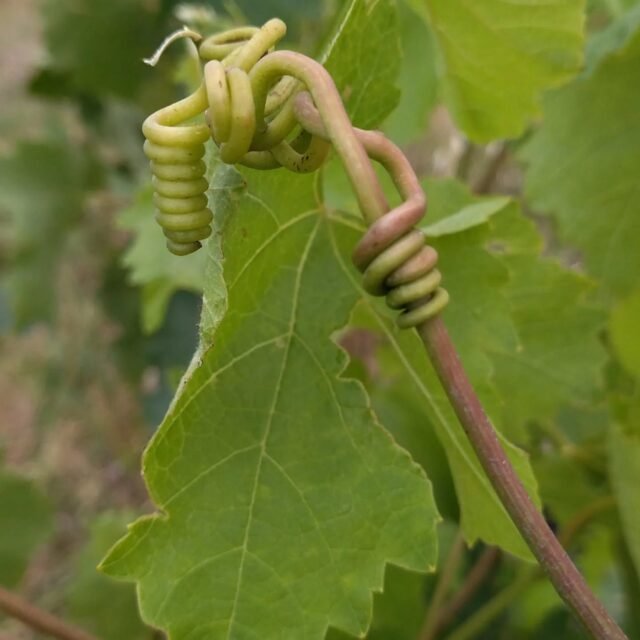 Θερινά κλαδέματα
.
.
.
#torosidiswine
#malagouzia
#vidiano
#organicvineyard
#organicviticulture #organicwines #organiwine
#greekwines
#greekwinemakers
#xanthi
#thrace