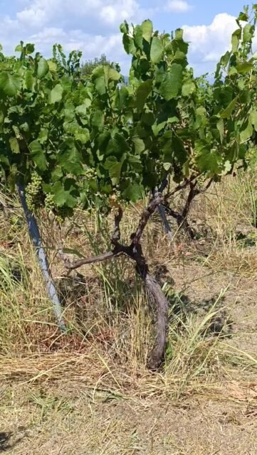 Chardonnay#torosidiswine #chardonnay #organicviticulture #organicvineyard #greekwinemakers #thrace #organicwines #greekwines #xanthi #thrace #whitewines