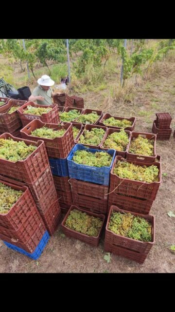 Τρύγος 2025
Μαλαγουζια 🍇🍇 Viticulturist🍷🥂
Βιδιανο 🍇🍇🍷🥂#torosidiswine
#malagouzia
#vidiano
#whitewines
#organicwines
#organicviticulture
#organicvineyard
#greekwinemakers
#greekwines
#xanthi
#thrace
#viticulturist