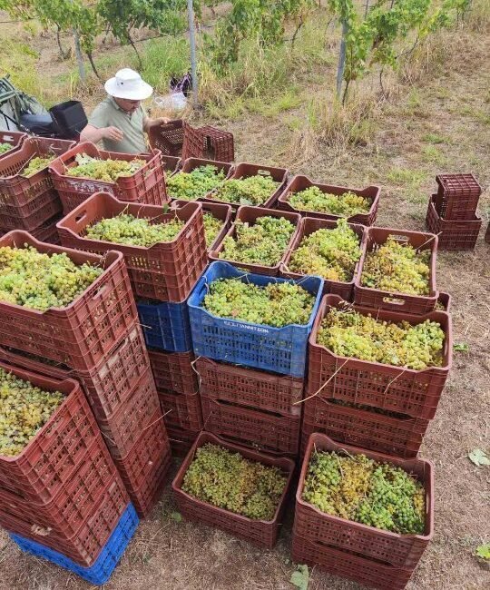 Harvest 2025 | Malagouzia | Vidiano | TOROSIDIS WINE