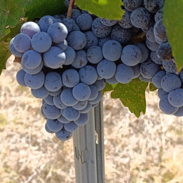 Λημνιο
.
.
.
#limnio
#harvest2025
#organic
#torosidiswine
#organicvineyard
#organicviticulture
#xanthi
#thrace