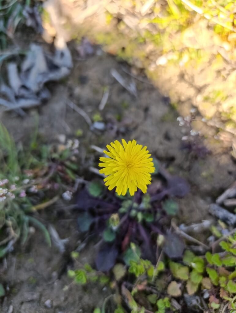 Yellow flower | Organic Vineyard | TOROSIDIS WINE