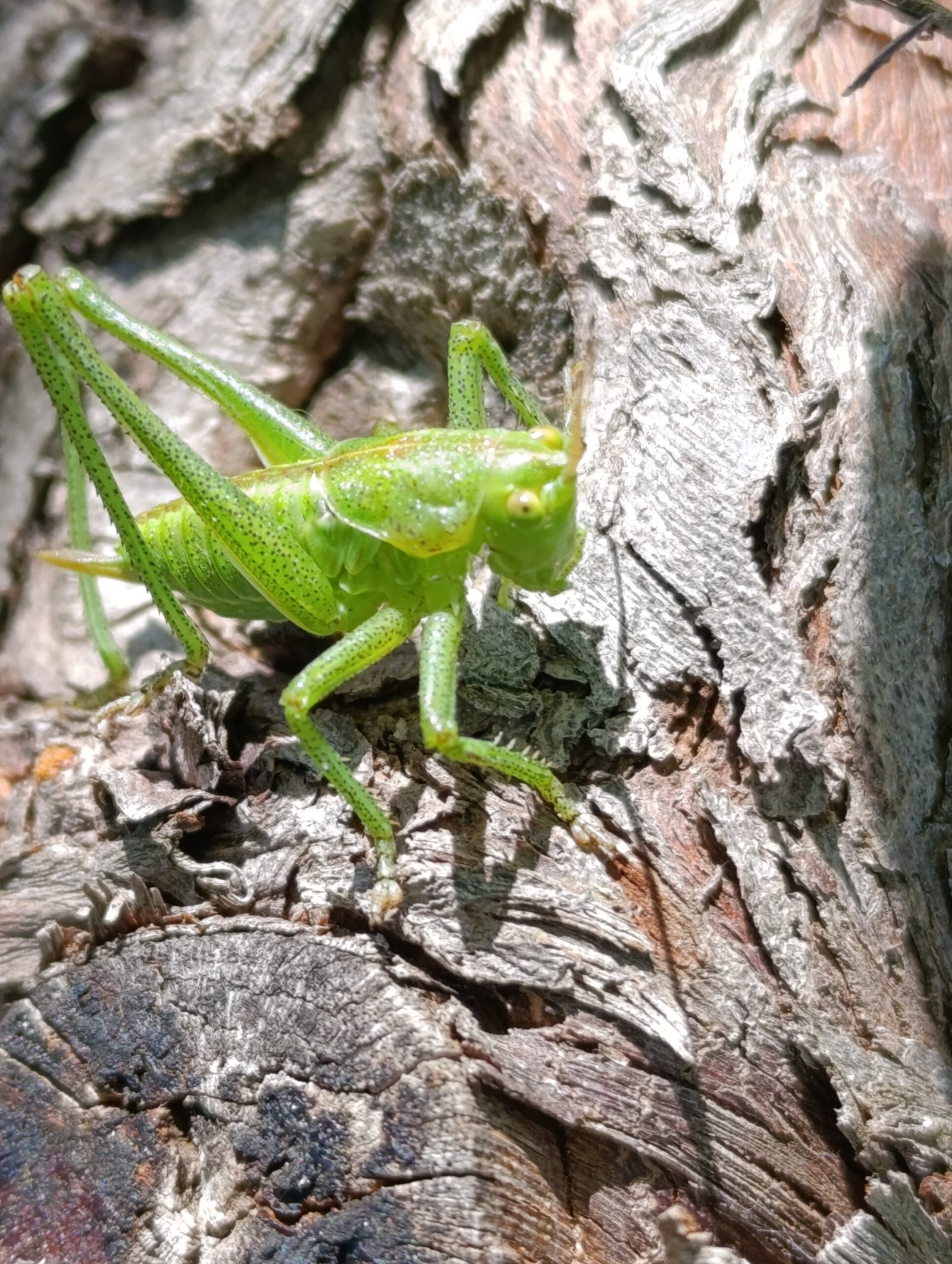 Impressive insect | Organic Vineyard | TOROSIDIS WINE