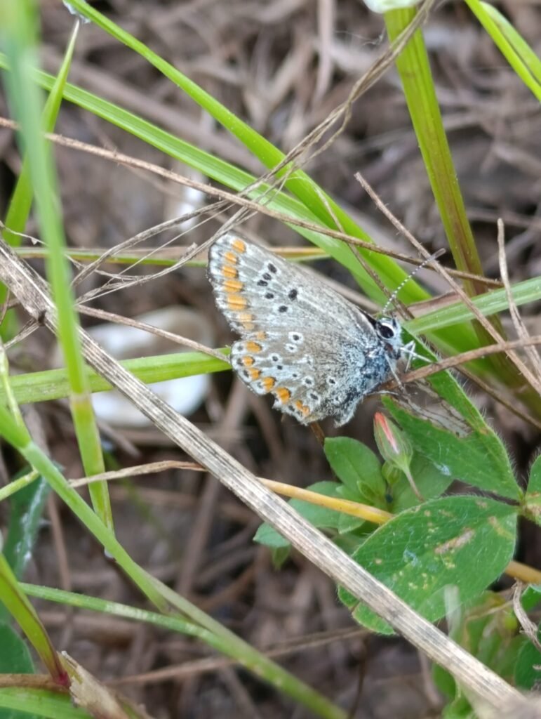 Impressive batterfly | Organic Vineyard | TOROSIDIS WINE