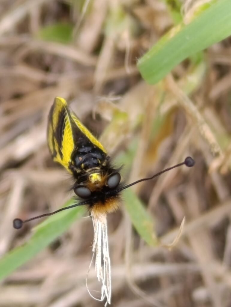 Impressive bee like insect | Vidiano 2025 label inspiration | Organic Vineyard | TOROSIDIS WINE