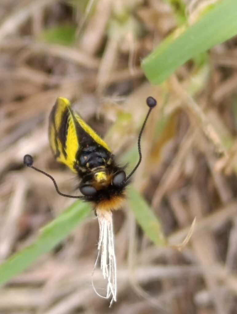 Impressive bee like insect | Vidiano 2025 label inspiration | Organic Vineyard | TOROSIDIS WINE