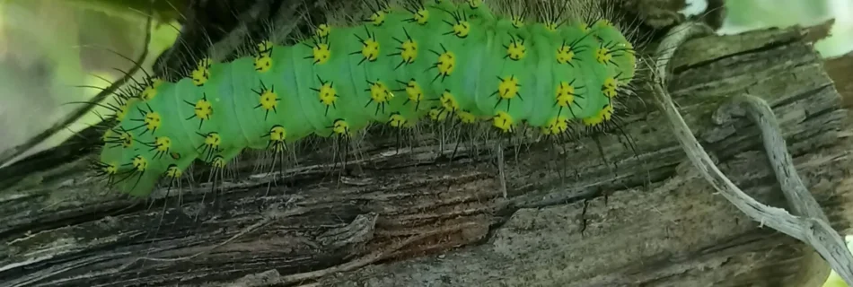 green yellow caterpilar | Βιολογική αμπελουργία | Organic Viticulture