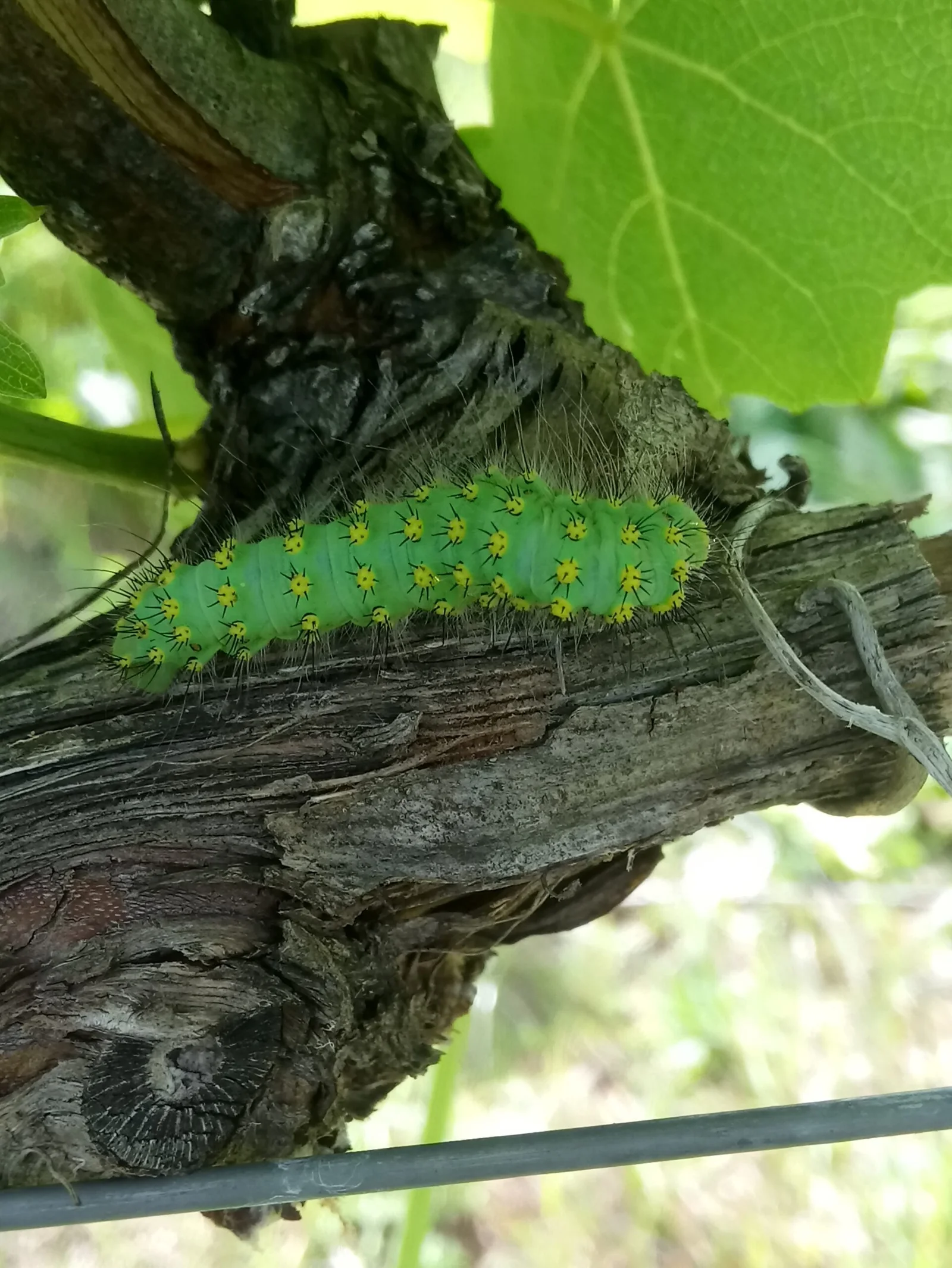 green yellow caterpilar | Βιολογική αμπελουργία | Organic Viticulture