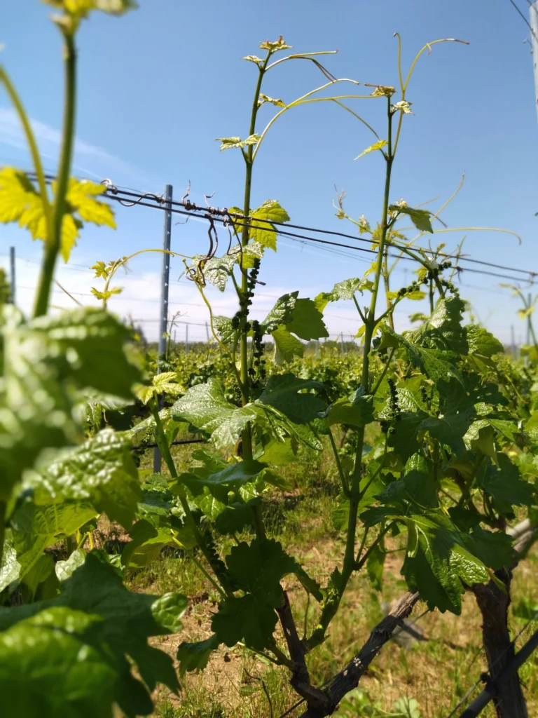 Malagouzia thinning | Organic Vineyard | TOROSIDIS WINE