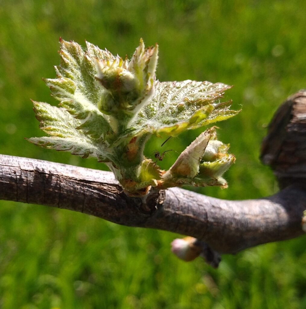 Malagouzia bud break | Organic Vineyard | TOROSIDIS WINE
