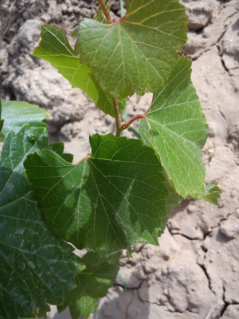 1103 Paulsen rootstock | Organic Vineyard | TOROSIDIS WINE