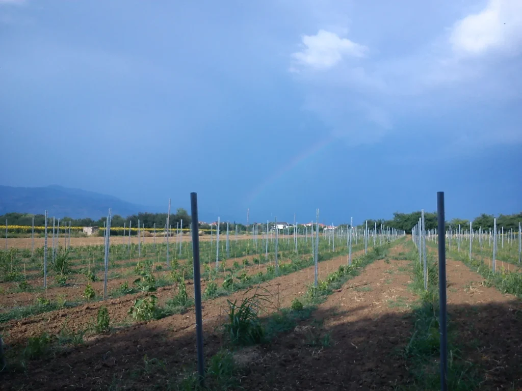 malagouzia syrah limnio 2 etos