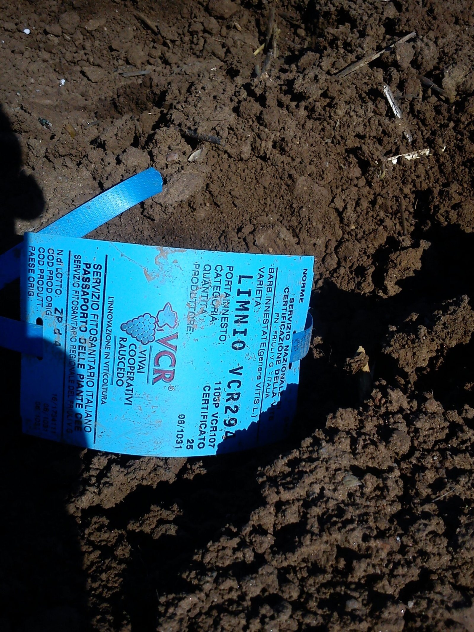 Limnio certified grapevines | Blue label | Organic Vineyard | TOROSIDIS WINE