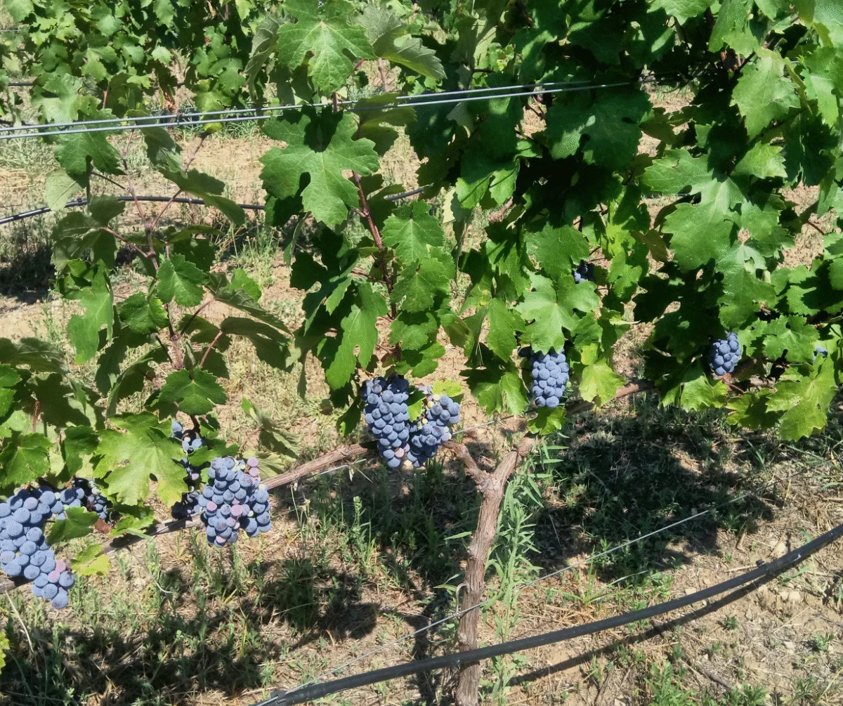 Limnio preharvest season | Organic Vineyard | TOROSIDIS WINE