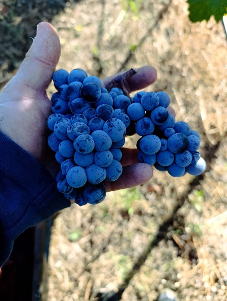 Limnio grape | Harvest 2025 | Organic Vineyard | TOROSIDIS WINE