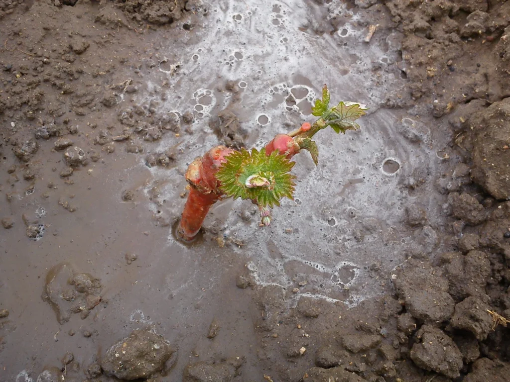 μαλαγουζιά φυτό ενός έτους εκβλάστηση