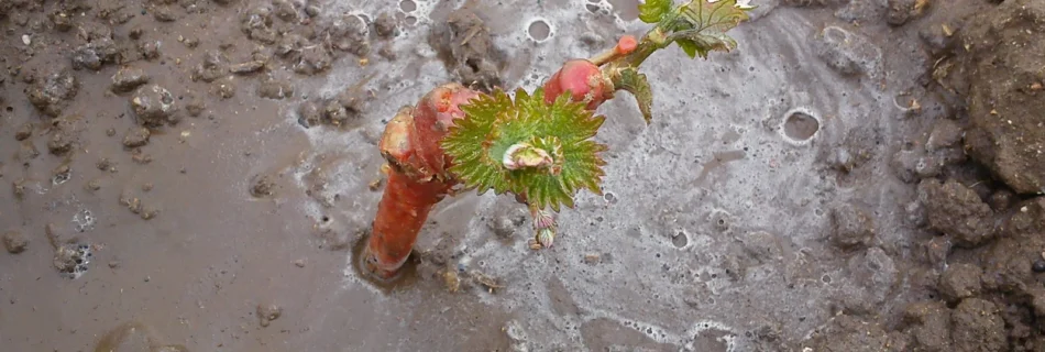 μαλαγουζιά φυτό ενός έτους εκβλάστηση