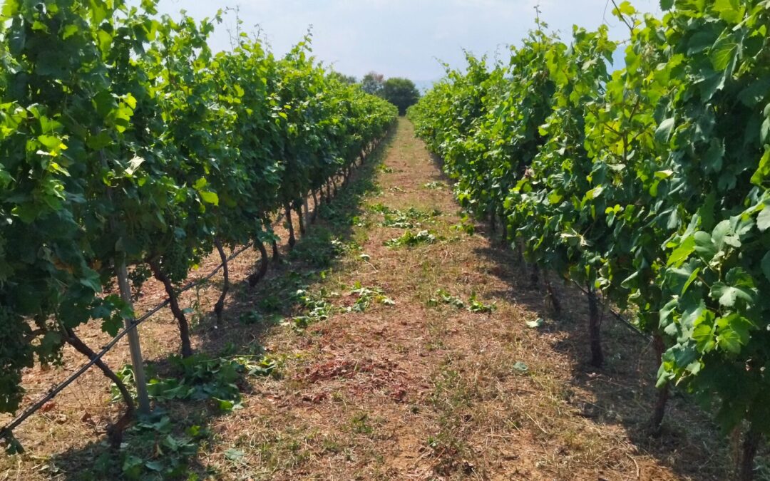 Nitrogen addition in the vineyard affects aminoacids conentration